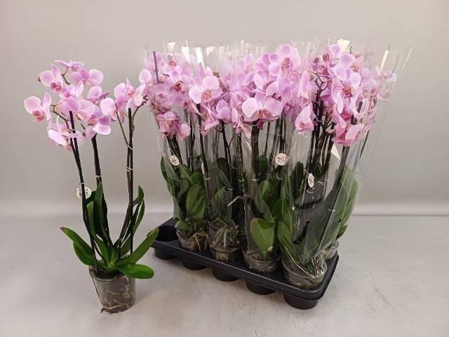 <h4>PHAL OV ROZE</h4>