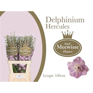 Delph Du Dewi Hercules