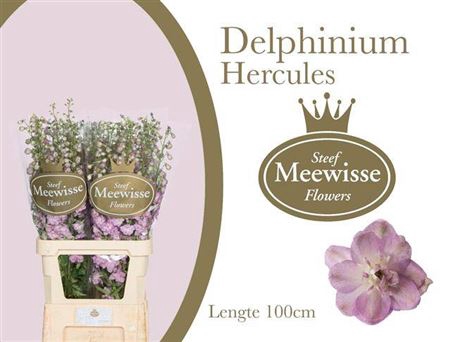 <h4>Delph Du Dewi Hercules</h4>