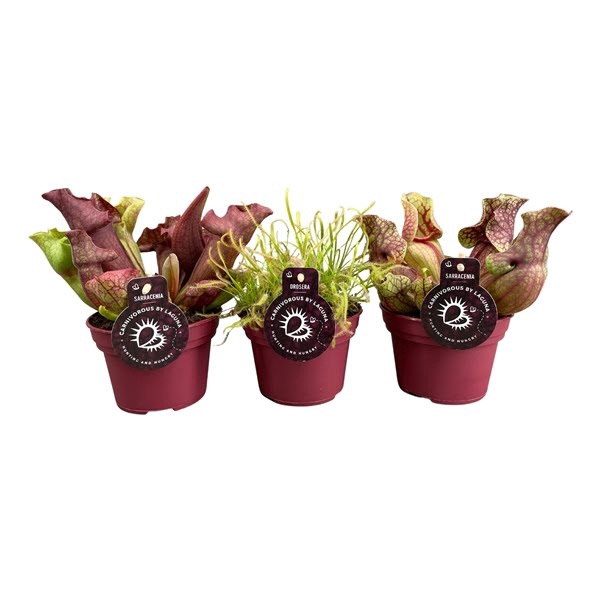 <h4>Vleesetende planten mix | 3 Sarracenia , 3 Drosera Capensis</h4>