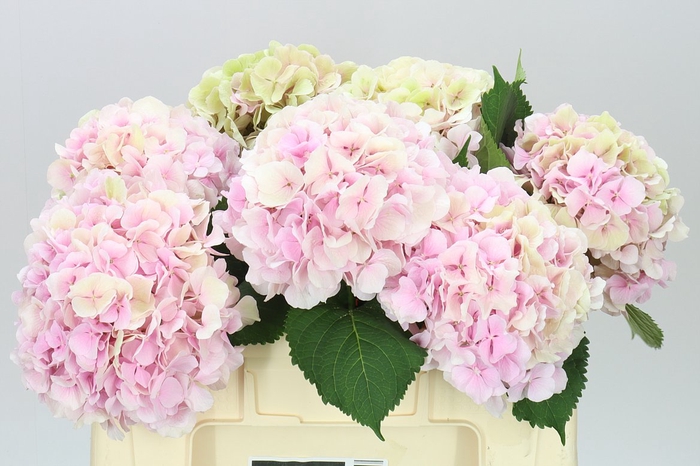 <h4>Hyd Verena Pink Classic</h4>