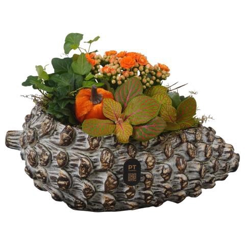 <h4>PTHI3276 Arrangement Autumn Indoor in beton pot in noot vorm</h4>