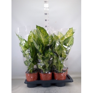 Dieffenbachia  'Mars'