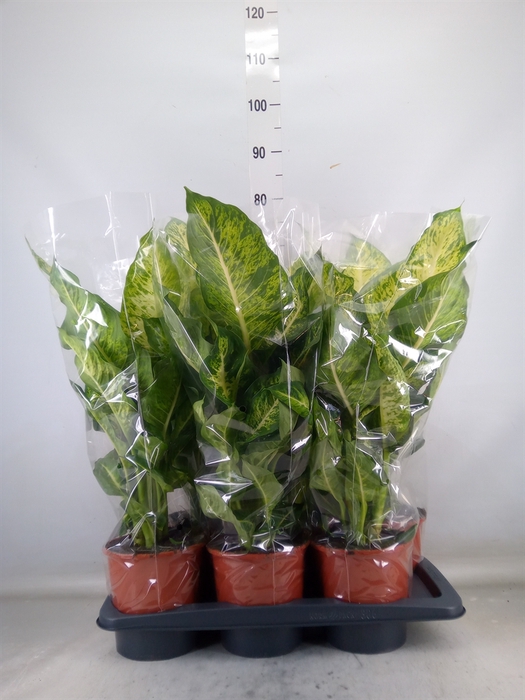 <h4>Dieffenbachia  'Mars'</h4>