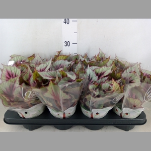 Begonia BD 'Beleaf Evening Glow'