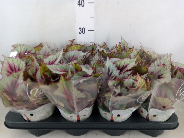 <h4>Begonia BD 'Beleaf Evening Glow'</h4>