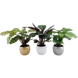 Calathea in luxe kerst keramiek