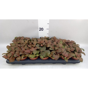 Fittonia verschaf. 'Joly Josan'