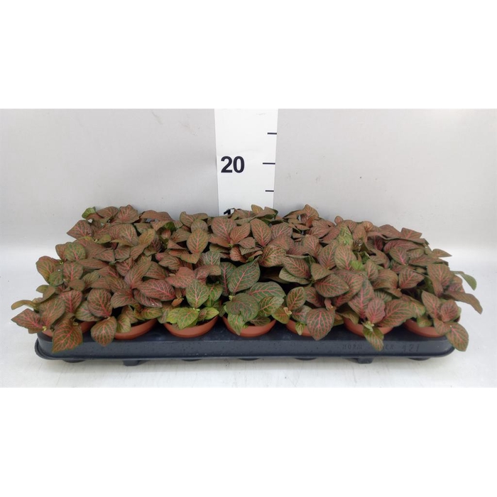 <h4>Fittonia verschaf. 'Joly Josan'</h4>