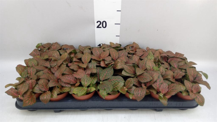 Fittonia verschaf. 'Joly Josan'