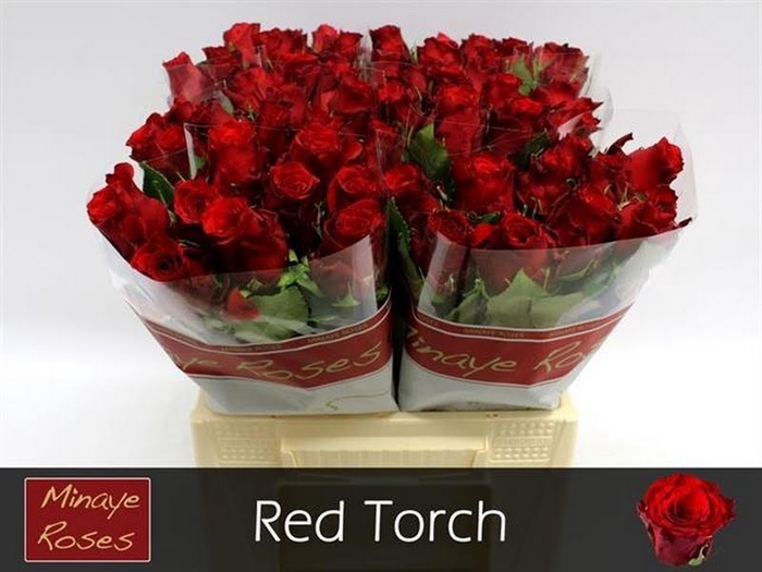 R Gr Red Torch Minaye