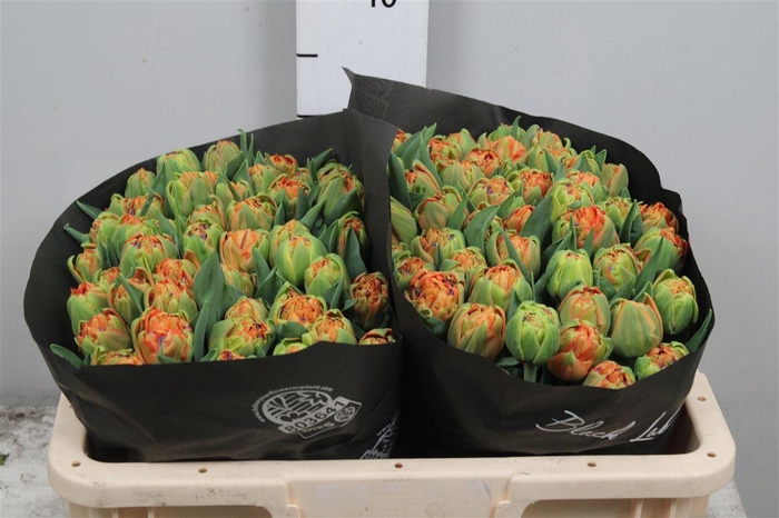 <h4>Tu Du Valdivia</h4>