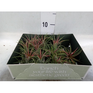 Tillandsia