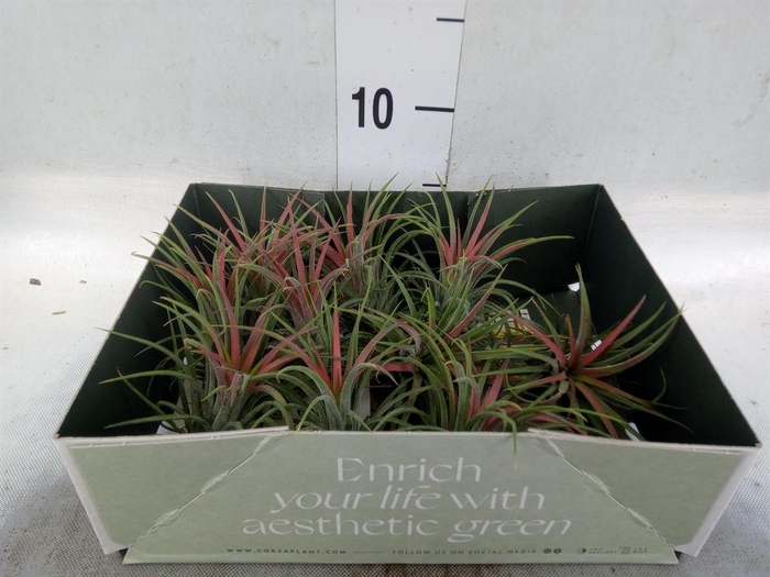 <h4>Tillandsia</h4>