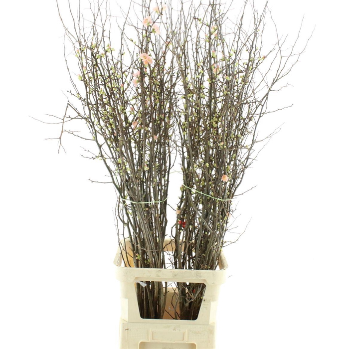 <h4>Chaenomeles Superba</h4>