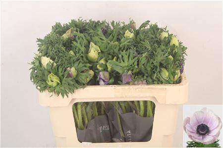 Anemone Galil Pastel