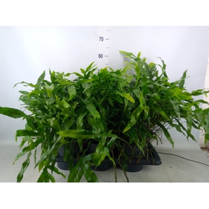 Microsorum diversifolium