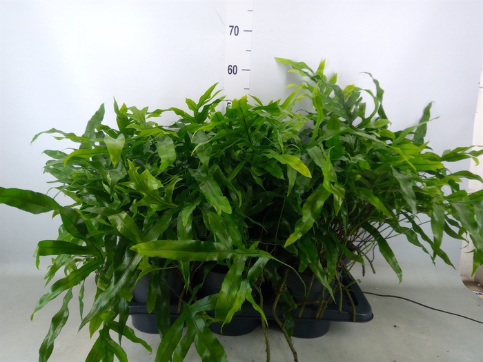 <h4>Microsorum diversifolium</h4>