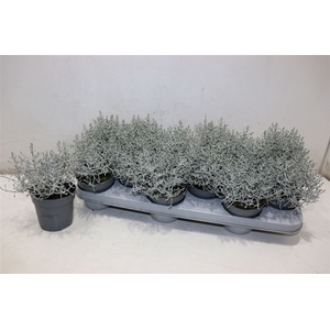 Leucoph Brownii