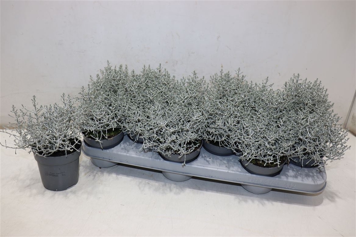 <h4>Leucoph Brownii</h4>