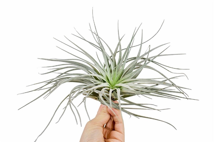 <h4>Tillandsia Ionantha Silver</h4>