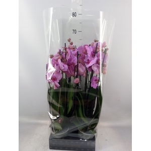 Phalaenopsis  'Ant Orlando'