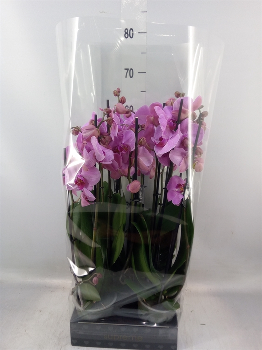 <h4>Phalaenopsis  'Ant Orlando'</h4>