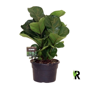 Ficus Lyrata Bambino ´Clumb´ in hoes