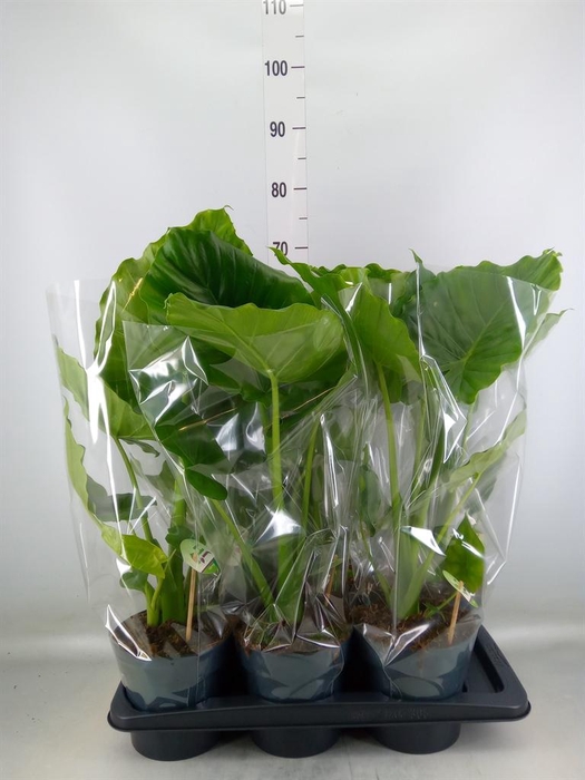 <h4>Alocasia gageana</h4>