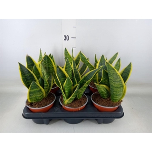 Sansevieria trifa. 'Futura Superba'