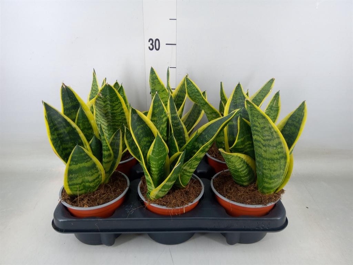 <h4>Sansevieria trifa. 'Futura Superba'</h4>