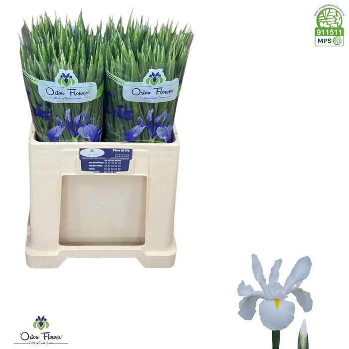 <h4>IRIS WHITE MAGIC</h4>