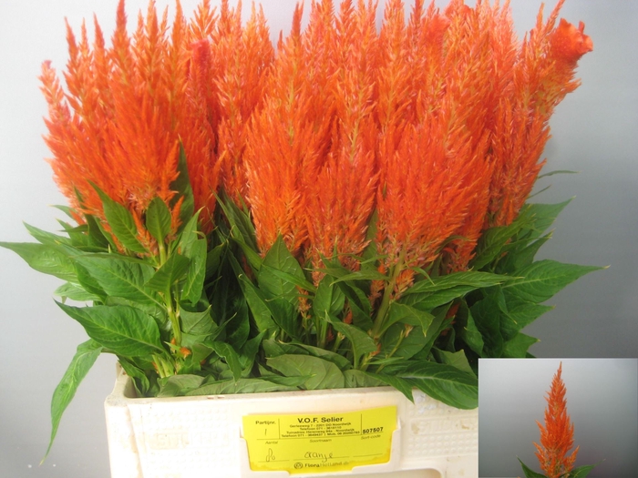 <h4>Celosia arg. PL 'Apricot Brandy'</h4>