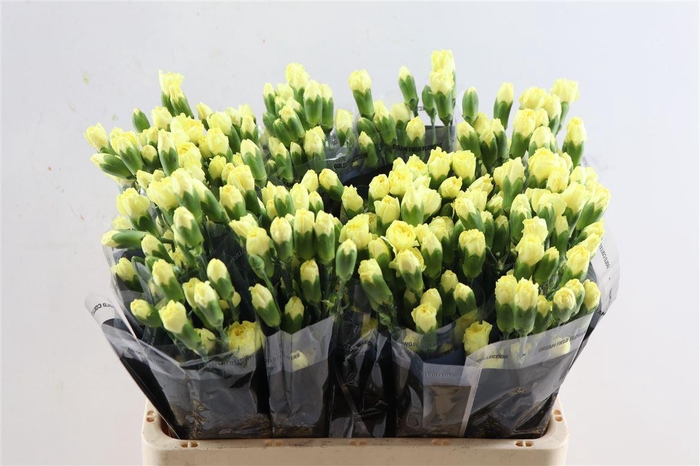 <h4>Di Tr Ceasar</h4>