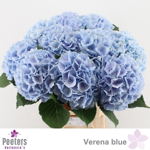 HYDR M CH VERENA BL