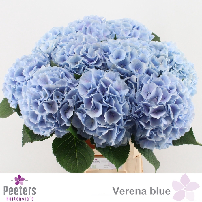 <h4>HYDR M CH VERENA BL</h4>