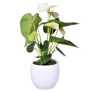 Anthurium Ton sur Ton in witte bolpot