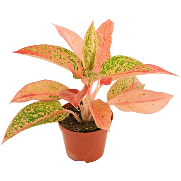 <h4>Aglaonema Prestige 9 cm</h4>