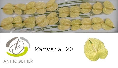 <h4>Anth A Marysia 9 cm X20 Spek Flowers</h4>