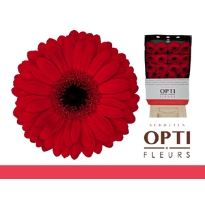 Gerbera Beauty Diamond