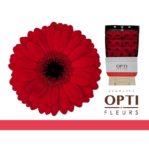 Gerbera Beauty Diamond