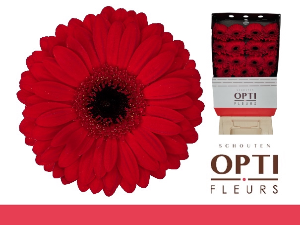 <h4>Gerbera Beauty Diamond</h4>