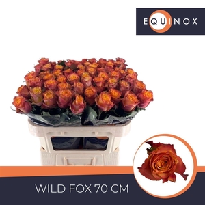 Rosa large flowered Wildfox
