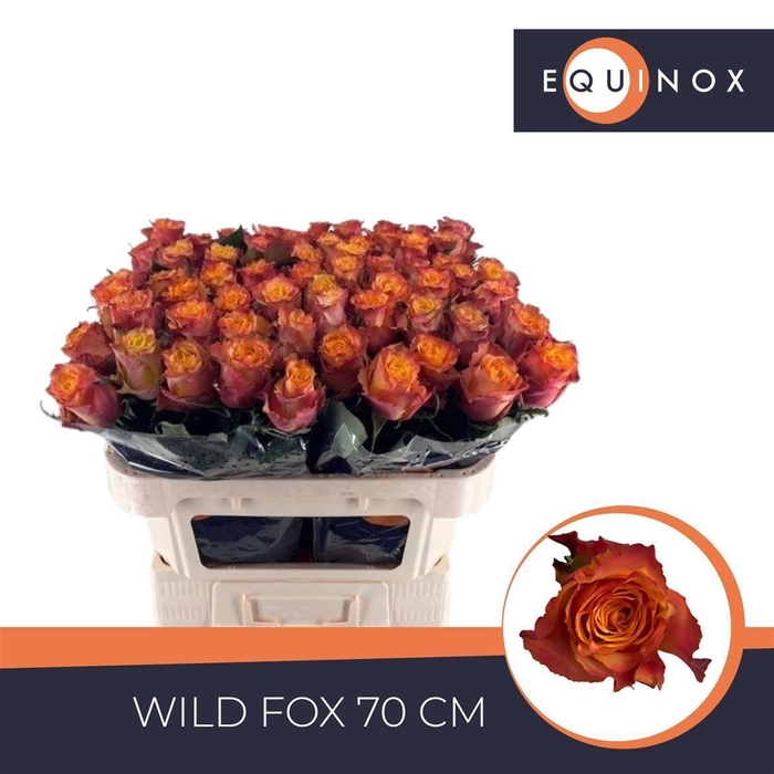 <h4>Rosa a grande fleur Wildfox</h4>