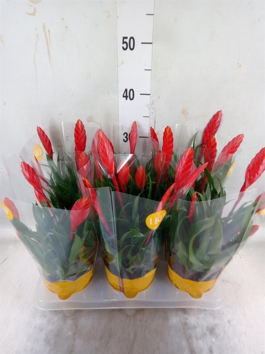 <h4>Vriesea  'Astrid'</h4>