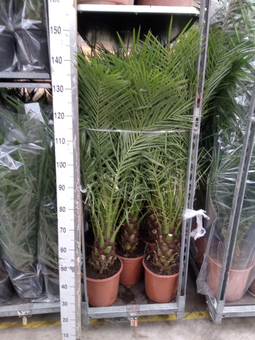 <h4>Phoenix roebelenii</h4>