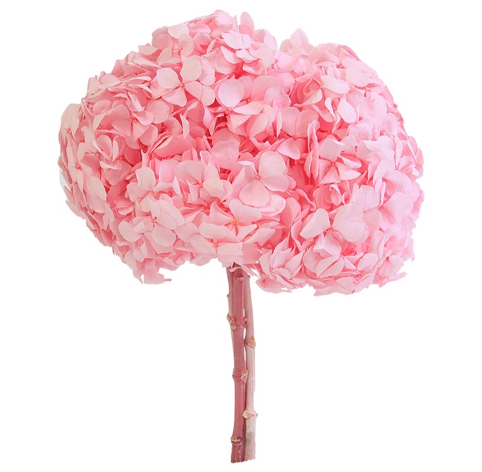Hydrangea / Hortensia Rose Pastel HRT/0430