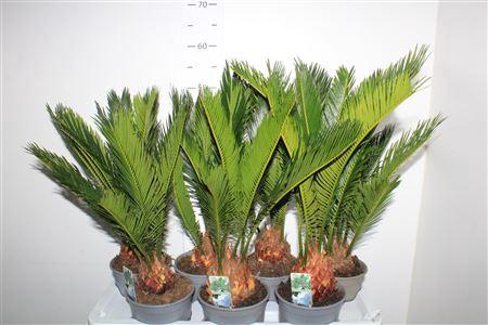 <h4>Cycas Revoluta 8 Bladeren+++</h4>