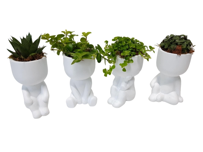 <h4>Arr. Kamerplant Groen L%</h4>