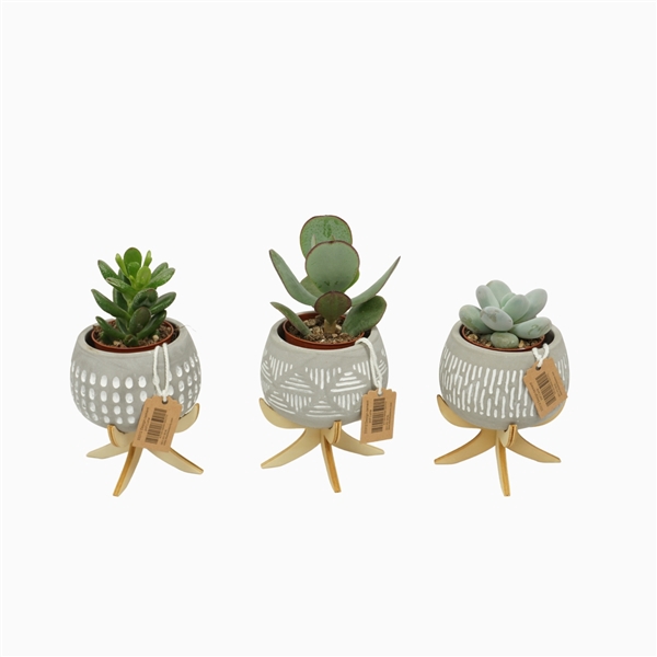 <h4>Succulenten mix 5,5 cm in bolpot Luna op 4 pootjes</h4>